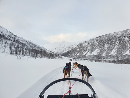 Husky dog sledding Tromso Small group dog sledding Tromsø