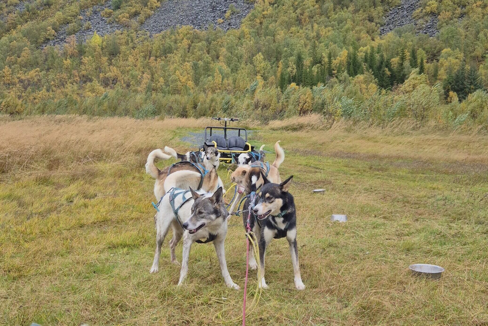 Husky experience tromsø Small group dog sledding - private feeling
