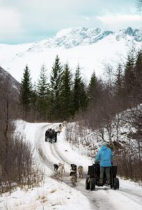 Husky wagon tour tromsø Husky wagon ride Tromsø