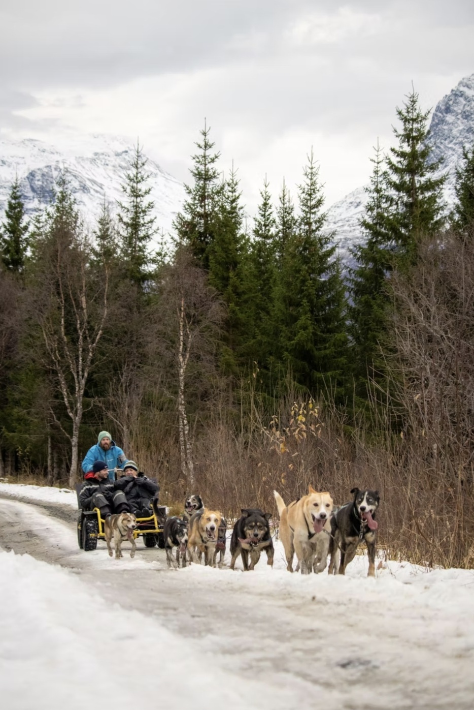 Husky wagon ride Tromsø Husky wagon tour Tromsø