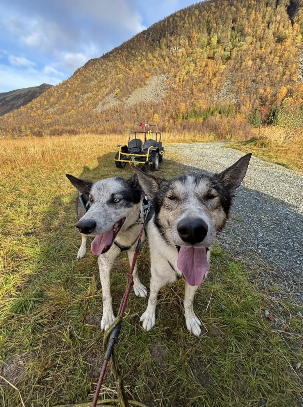 Husky wagon ride Tromsø