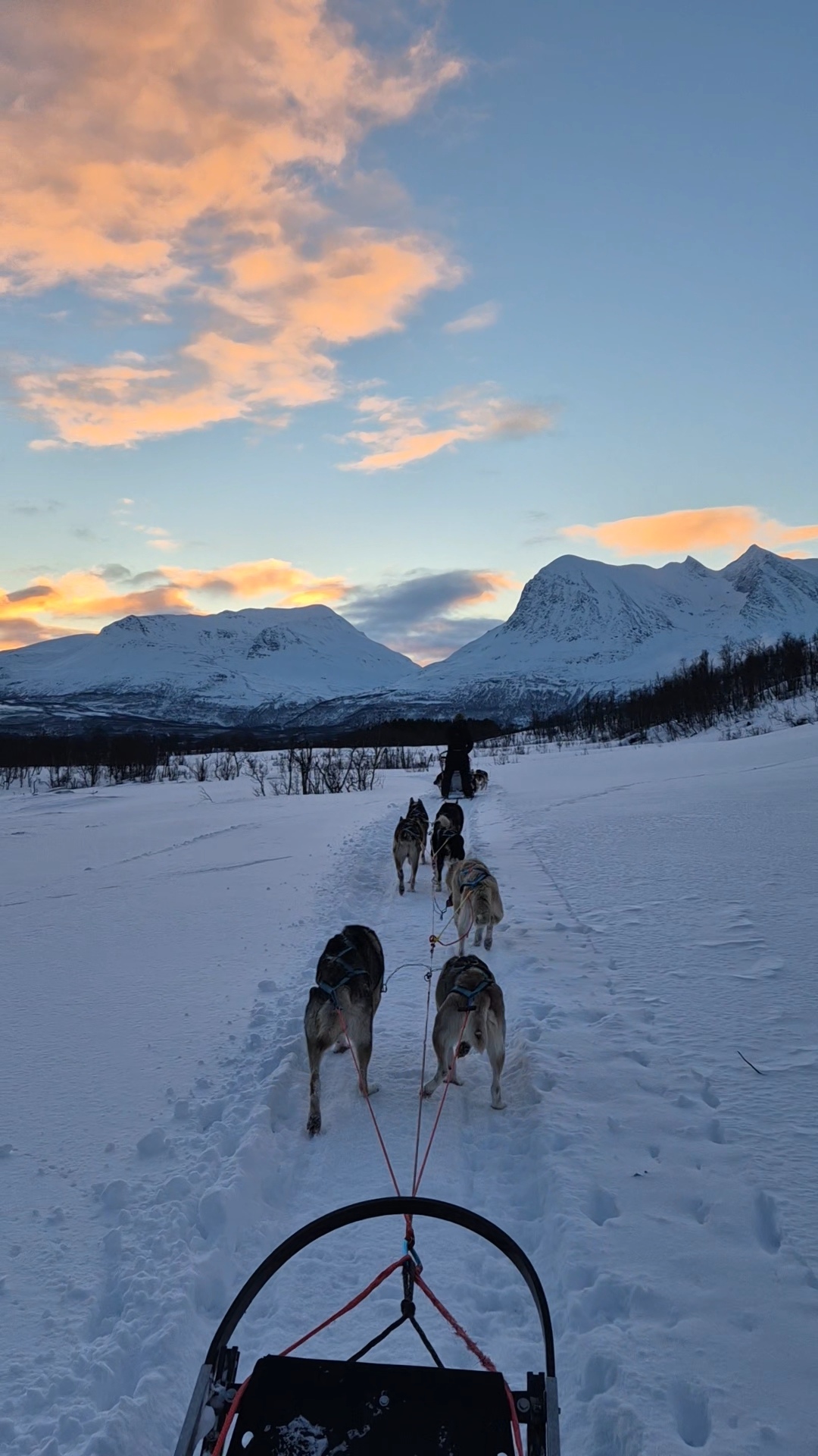 dog sledding tromso dog sledding small group january Tromso