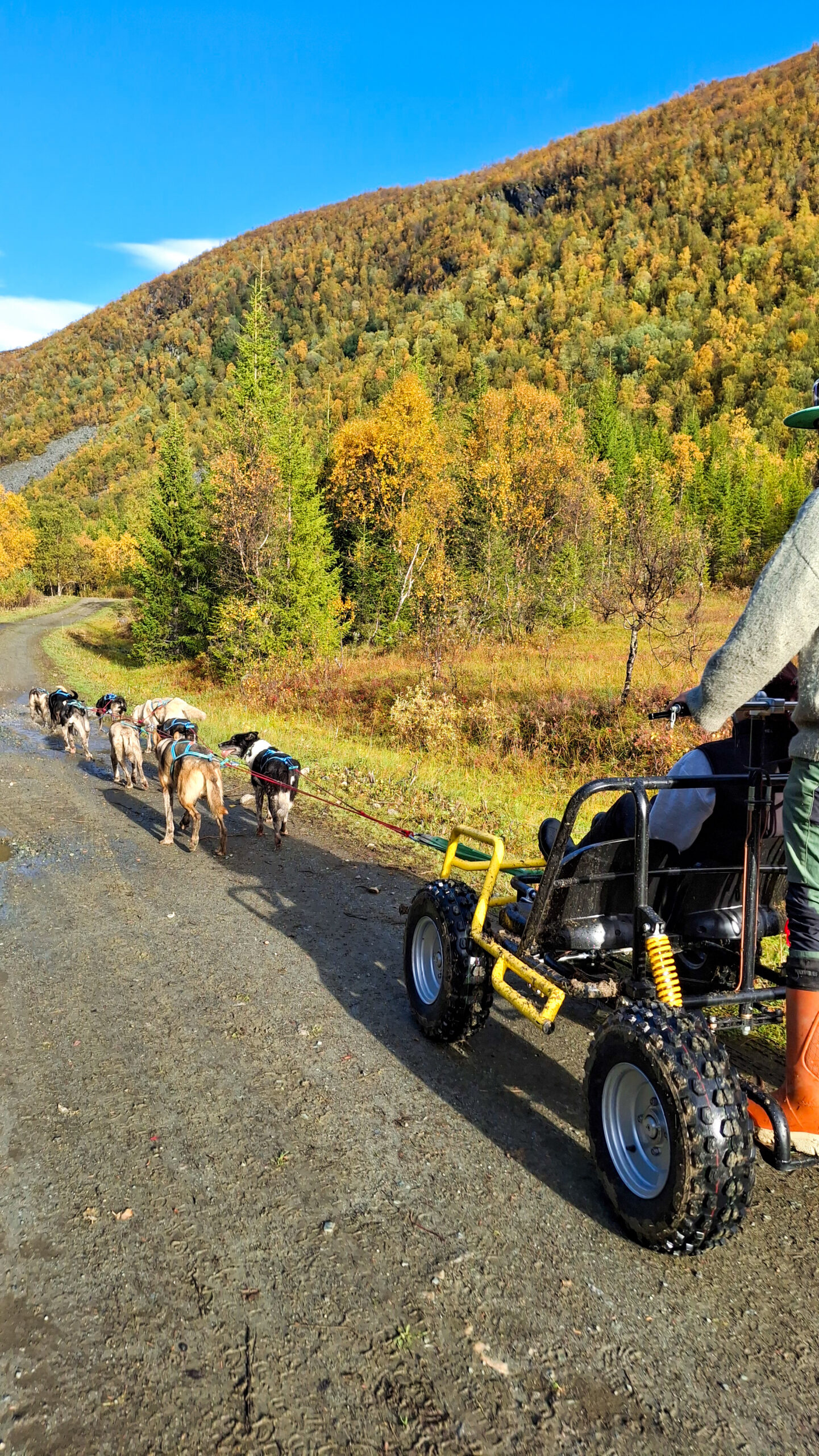 Dog sledding on wheels Kvaløya