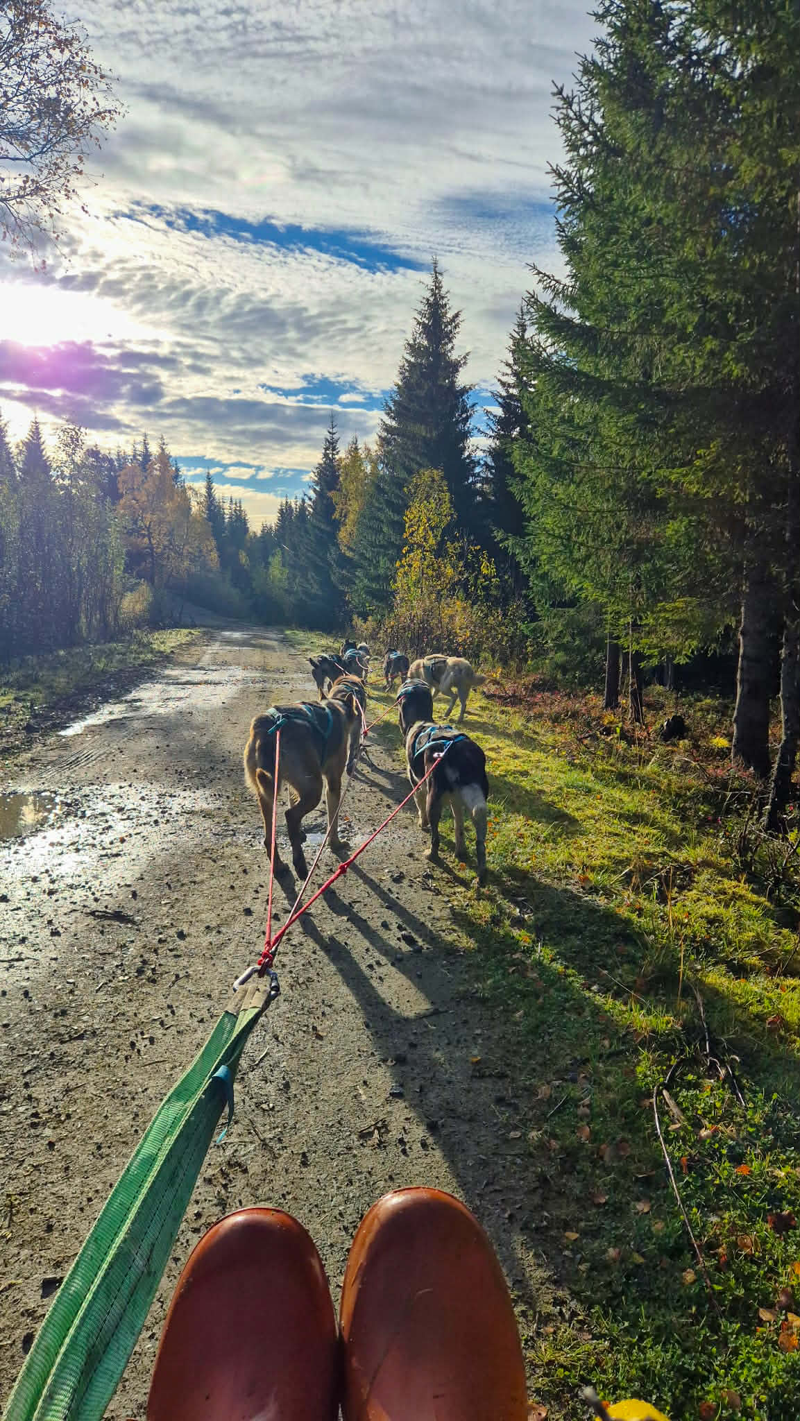 Husky wagon tour on Kvaløya in forest