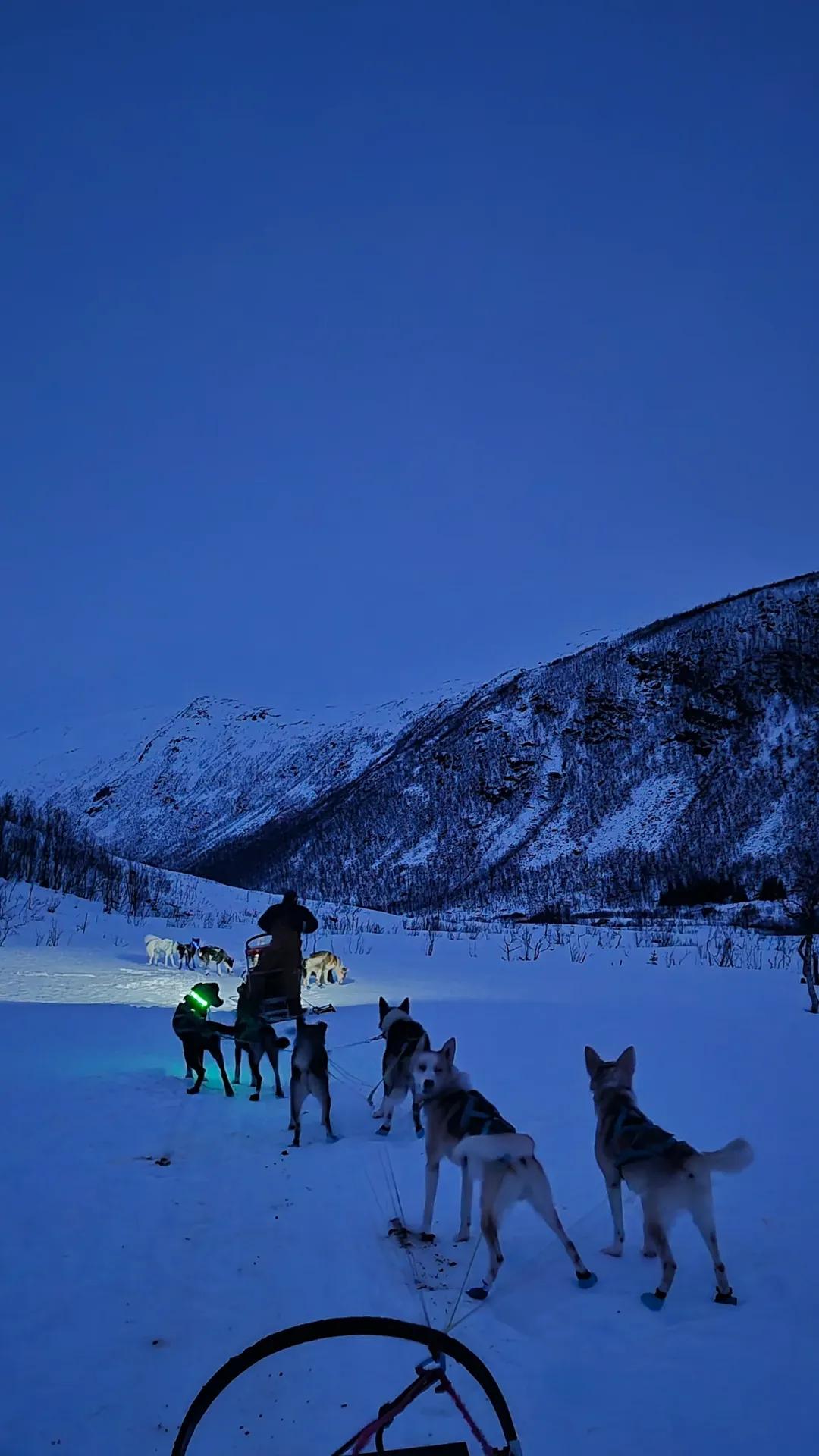 dog sledding winter tromsø dog sledding december Tromsø