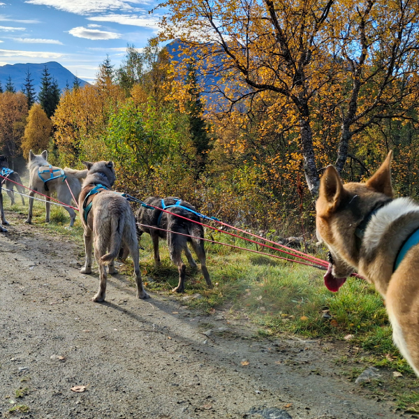 Wagon tour Tromso