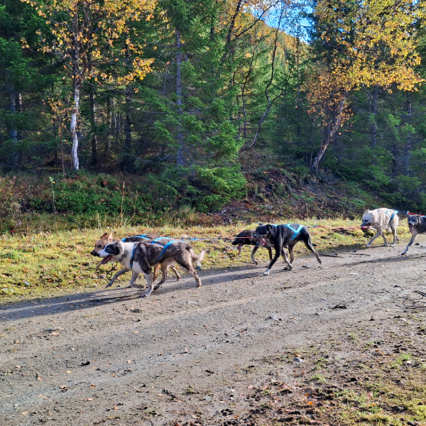 Wagon tour Tromso