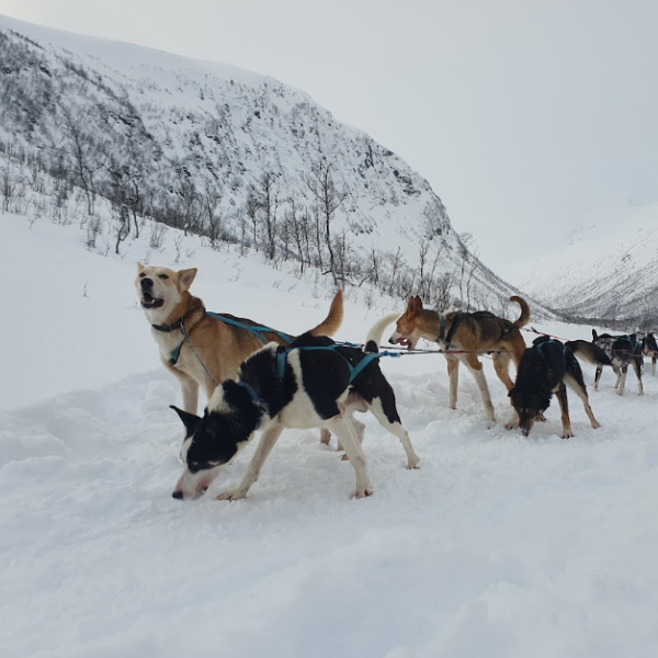 Dog sledding tromso