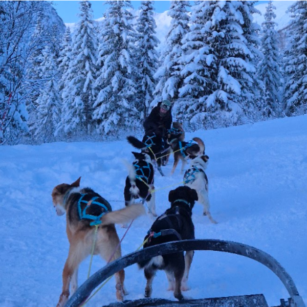 dog sledding tromso